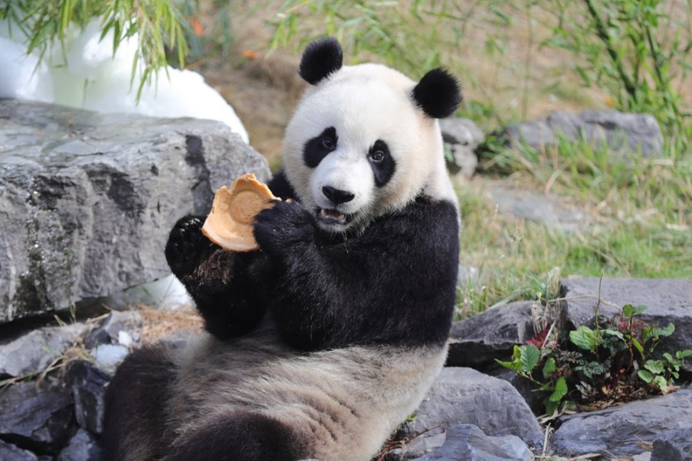 Giant panda "Bao Mei" has birthday meal at the Pairi Daiza zoo in Brugelette, Belgium, Aug. 6, 2022. (Xinhua/Zheng Huansong)