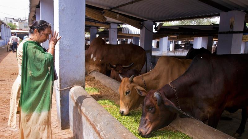 As a resurgent Hindu majority pushes for a nationwide ban on slaughtering cows, the meat industry is scrambling to survive