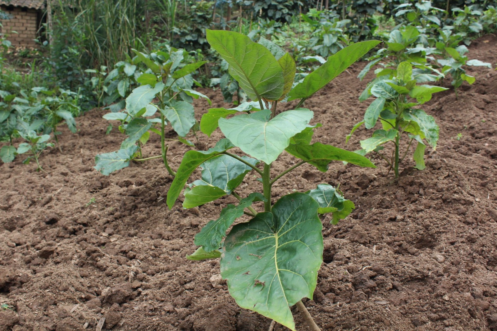 Fruit trees are very fundamental in protecting the environment.