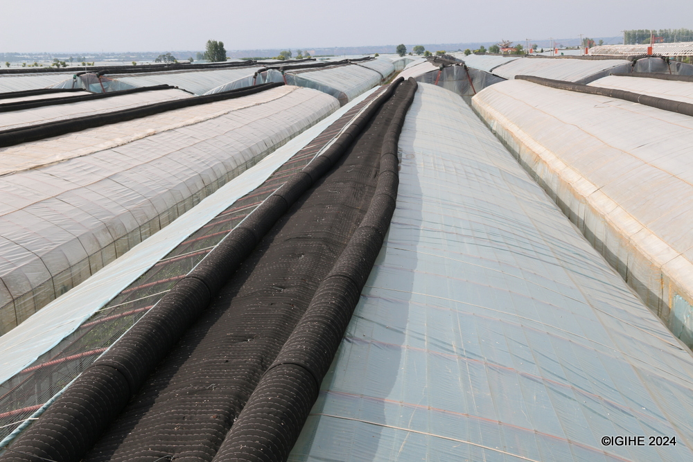 The government provides subsidies for local farmers to buy greenhouses.