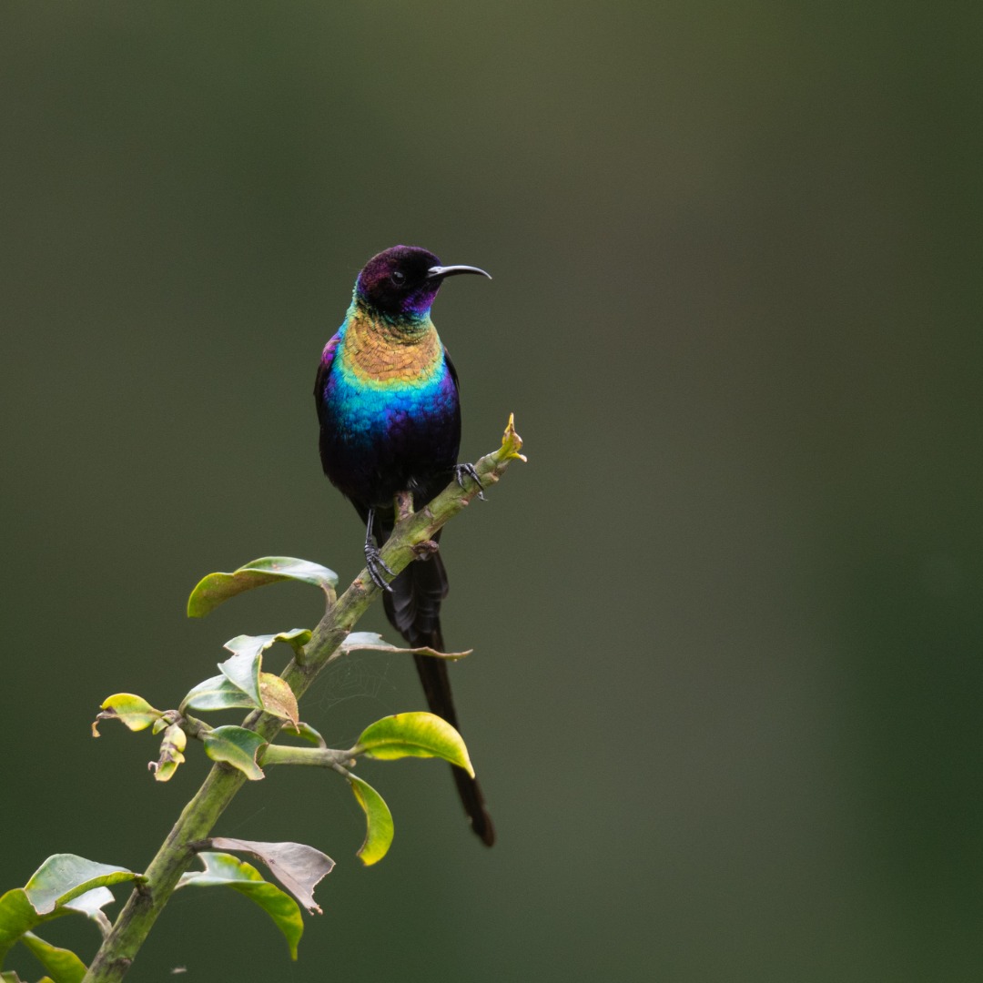 Claver Ntoyinkima has been honoured for exceptional dedication to primate and bird conservation in Rwanda.
