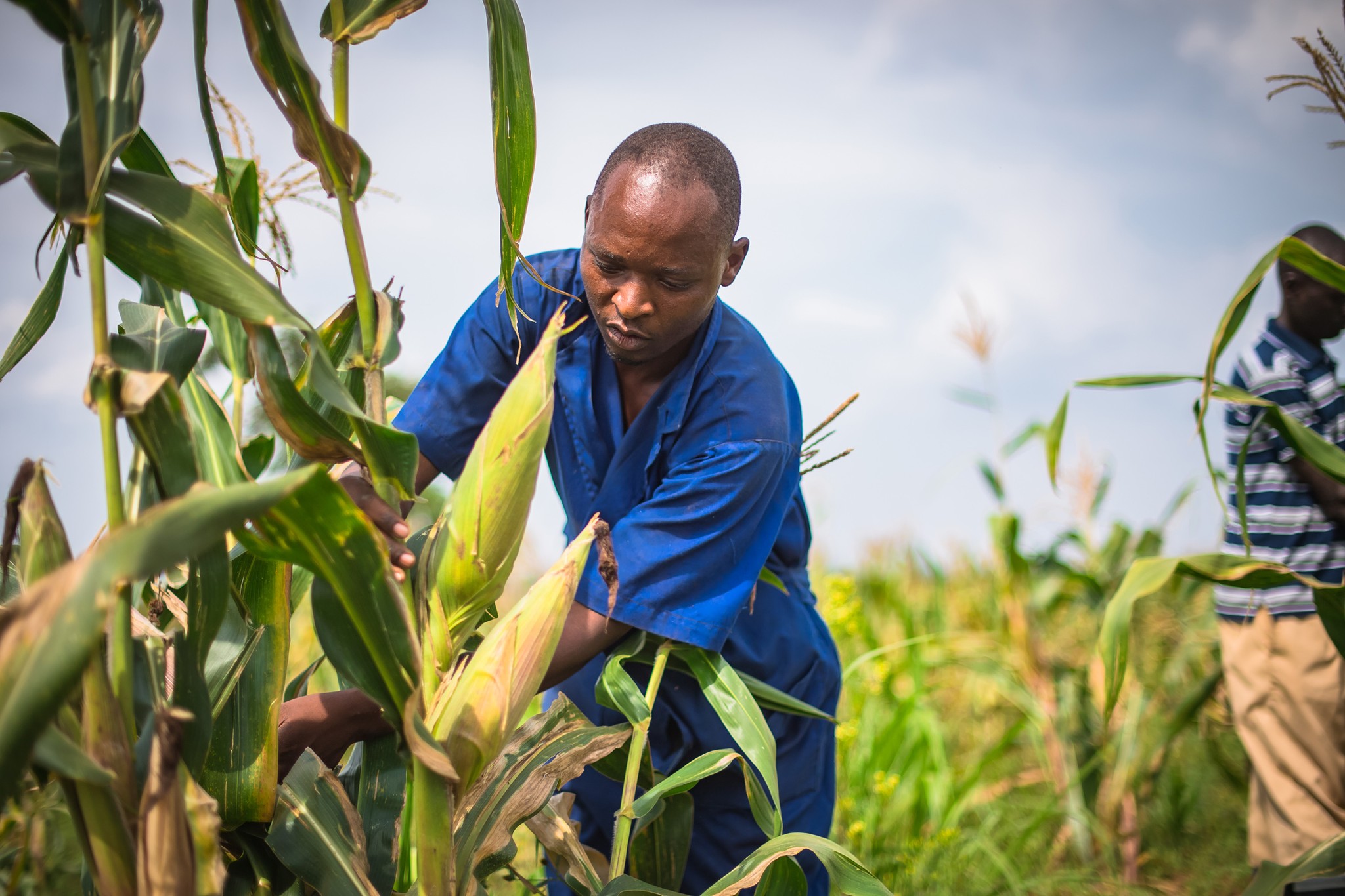 According to the Seasonal Agricultural Survey (SAS) 2024, Rwanda recorded an impressive 30% increase in maize production during Season A, with yields reaching 507,985 metric tons compared to 390,879 metric tons in 2023.
