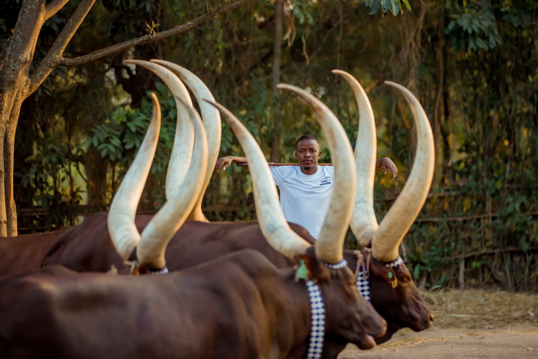 Inyambo's elegant horns and proud stature tell a story of royalty, tradition, and national pride. 