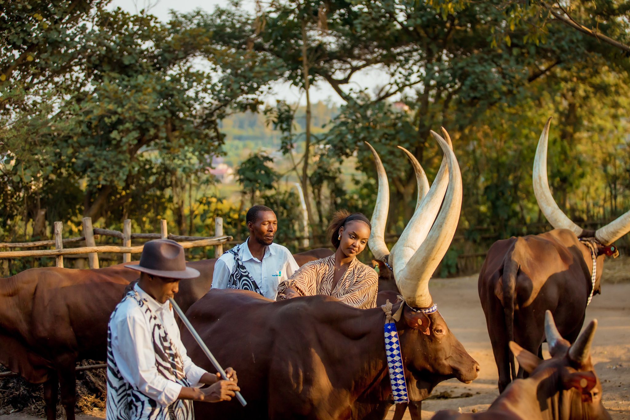 Historical records suggest that Rwandan kings were often reminded by their advisors that the Inyambo cows were part of the nation's heritage, not just private possessions. 