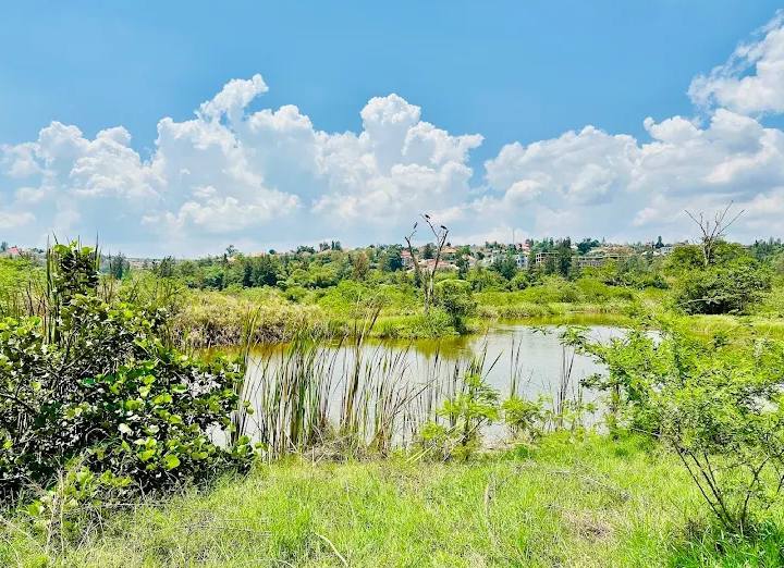 Spanning 121 hectares, including 70 hectares of wetlands and 50 hectares of forest, the park boasts over 62 indigenous plant species and is home to nearly 200 bird species that have returned following wetland rehabilitation.