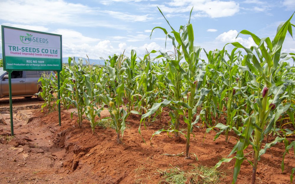 Statistics show that farmers in Nasho and Mpanga sectors earned Rwf 800 million in total during the last growing season.