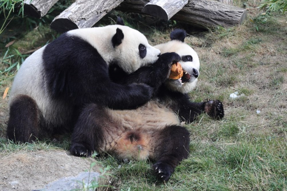 Giant panda twins "Bao Di" (R) and "Bao Mei" have birthday meal at the Pairi Daiza zoo in Brugelette, Belgium, Aug. 6, 2022. (Xinhua/Zheng Huansong)
