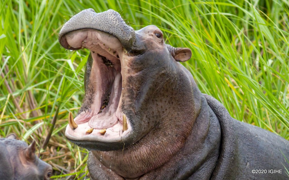 A hippo at Akagera National Park.
