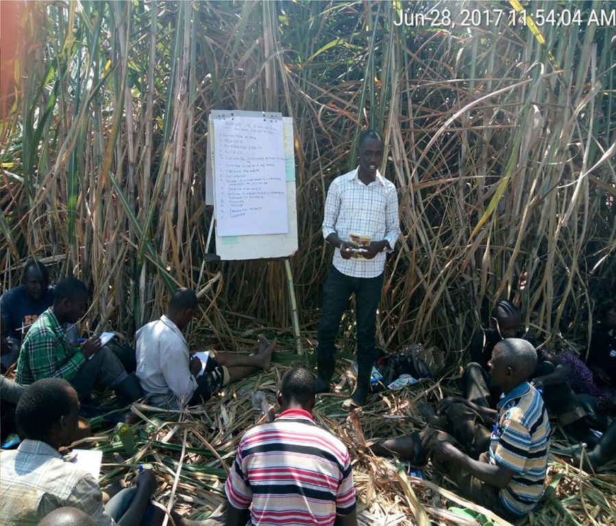 Outgrowers field training on best sugarcane farming practice 