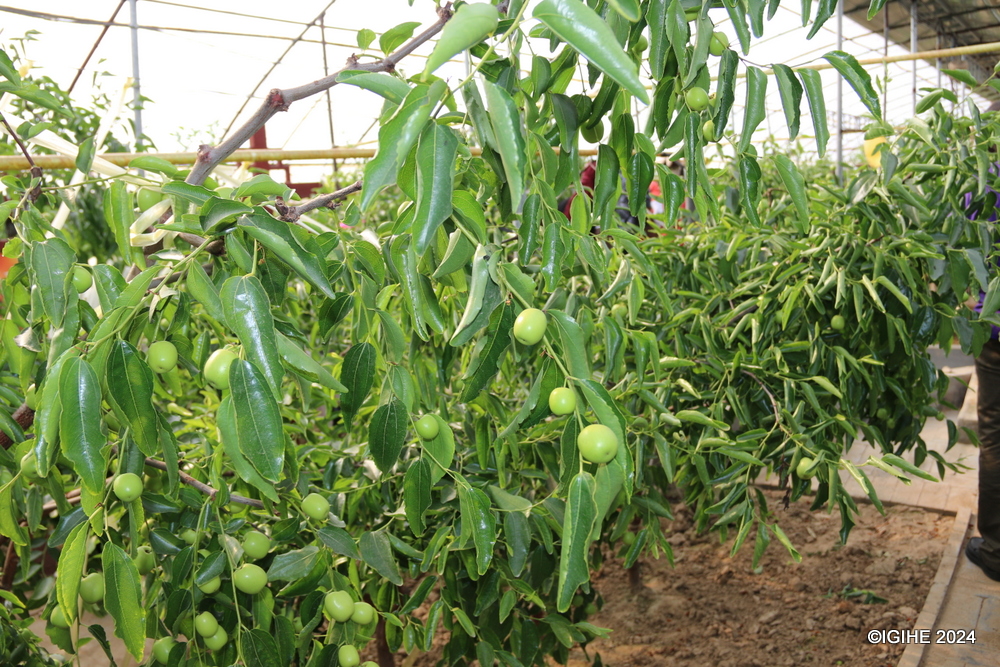 Winter jujubes, also known as red dates, are sweet fruits enjoyed both fresh and crisp. 