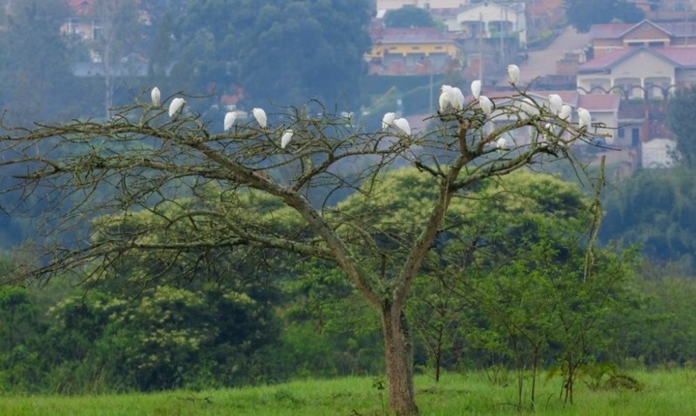 Nyandungu eco-park is home to different bird species.
