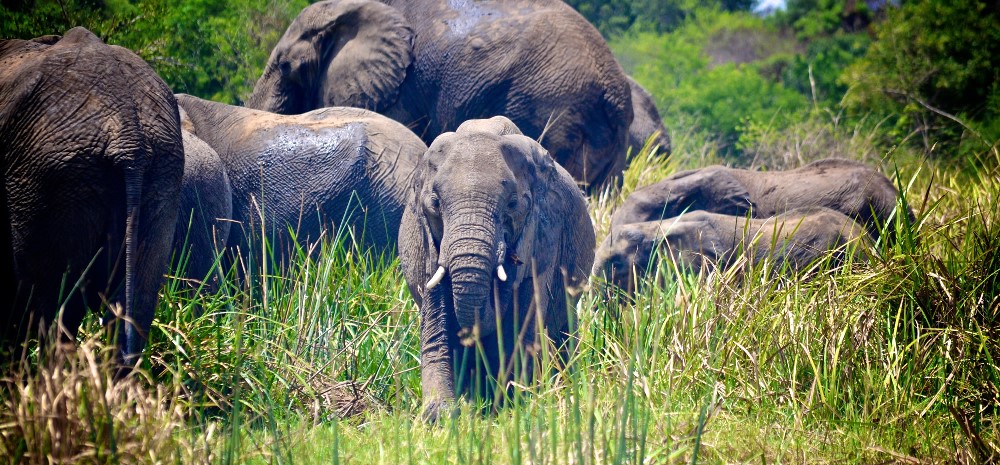 A heard of elephants in Akagera National Park.Countering illegal wildlife trade is part of agreements signed between Rwanda and South Africa.