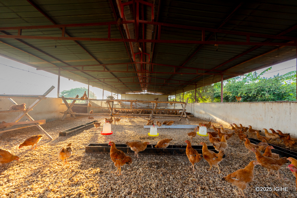 The family has also embraced poultry.