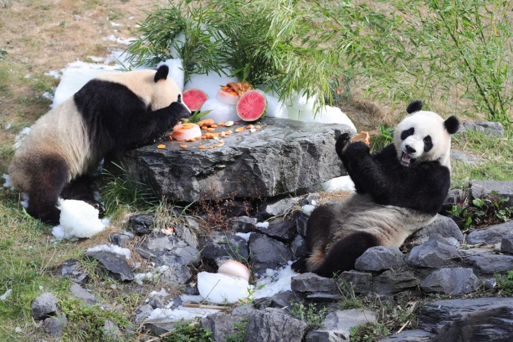Giant panda twins "Bao Di" (L) and "Bao Mei" have birthday meal at the Pairi Daiza zoo in Brugelette, Belgium, Aug. 6, 2022. (Xinhua/Zheng Huansong)