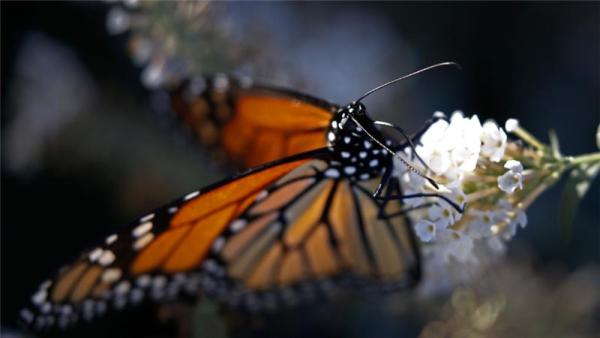 A monarch butterfly sits on a flower in Dallas, Texas, in the unseasonal warmth