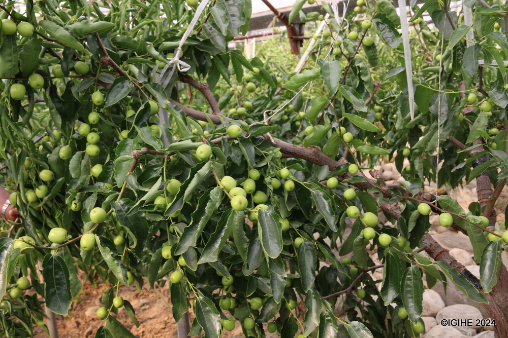 Agricultural experts were employed to help farmers improve techniques for growing winter jujubes in greenhouses.