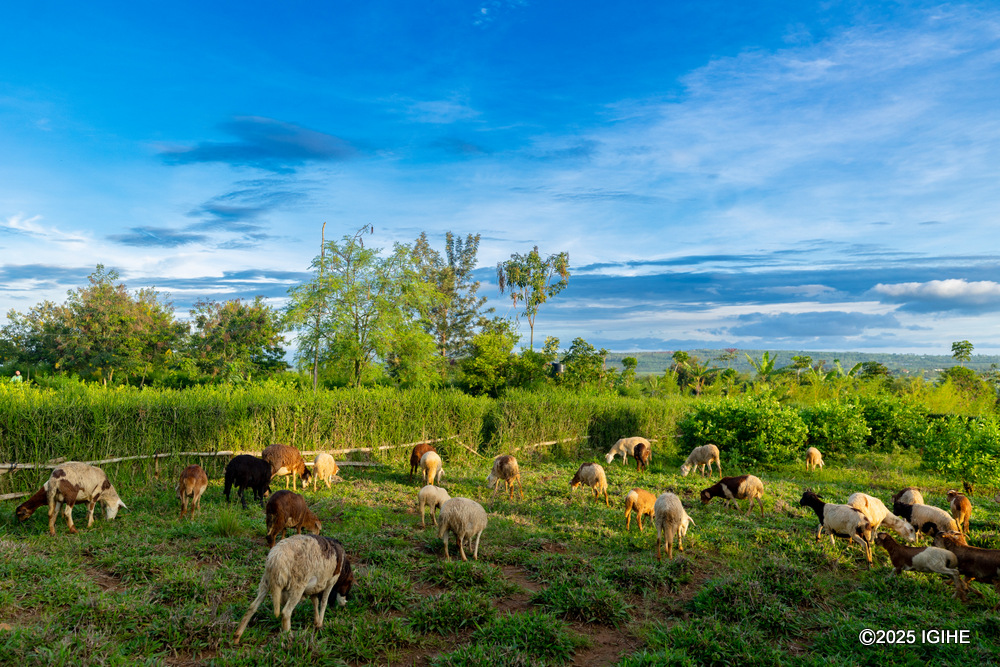 Sheep grazing peacefully on the farm.