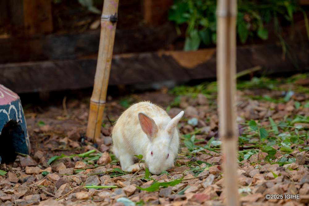 The family also rears rabbits.