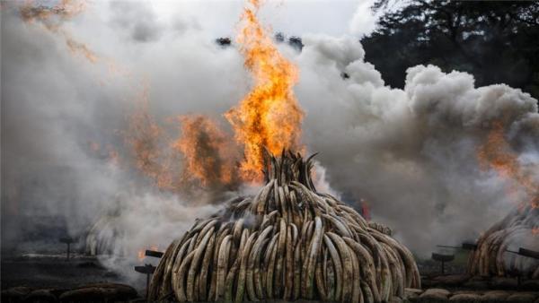 The number of African elephants, slaughtered mainly for their tusks, has dropped more than a quarter since 2006
