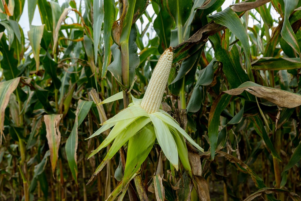 The new maize seed variety, AG 431, is recognized for its ability to withstand changing climatic conditions while delivering improved productivity.