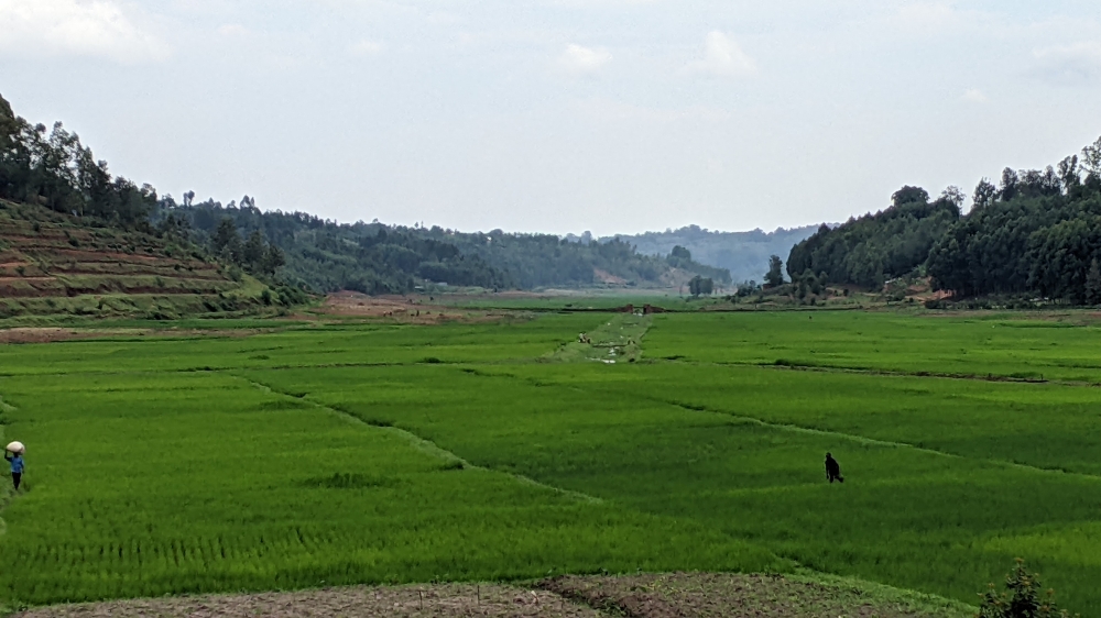 Heavy downpour has ravaged over 80 hectares of rice crops in Rusizi.