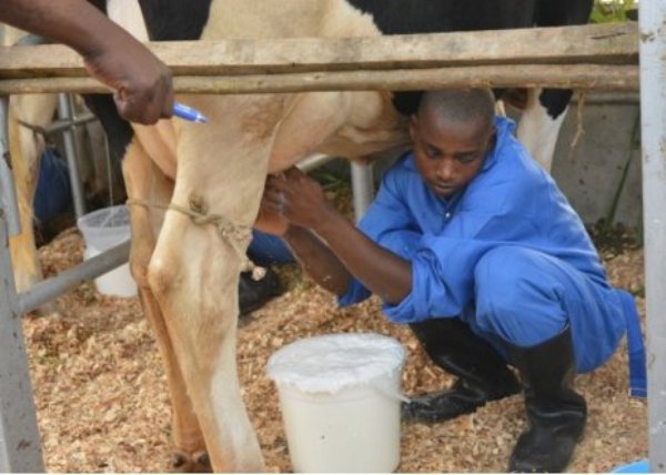 Some livestock farmers from Gicumbi district have expressed disappointment over big losses incurred due to lack of markets for their milk and eventual failure to breed their animals.