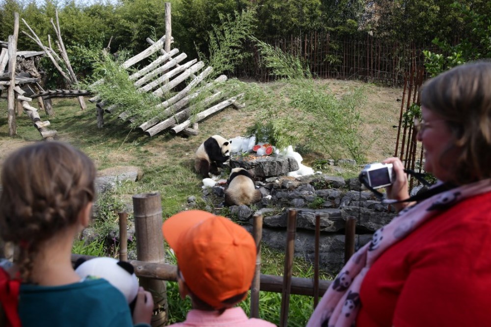 Visitors watch giant panda twins "Bao Di" (L) and "Bao Mei" having birthday meal at the Pairi Daiza zoo in Brugelette, Belgium, Aug. 6, 2022. (Xinhua/Zheng Huansong)