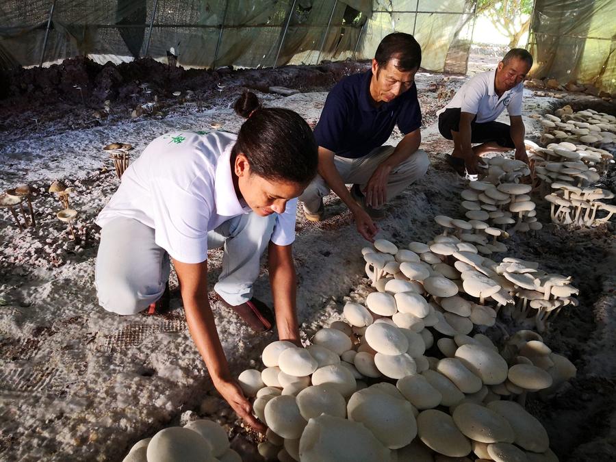 Chinese experts and Fijian workers check mushrooms in Nadi, Fiji, June 12, 2018. (Xinhua/Zhang Yongxing)
