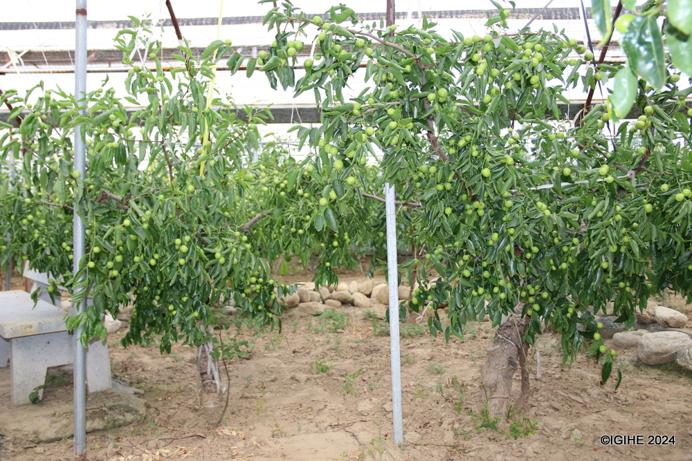 A two-meter distance between jujube trees is maintained for Jujube fruit trees to grow properly. 
