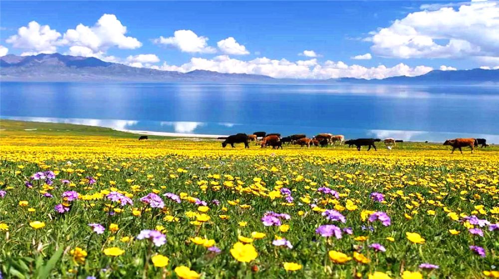Bayinbuluk grassland offers a breataking view.  It is the second-largest grassland in China