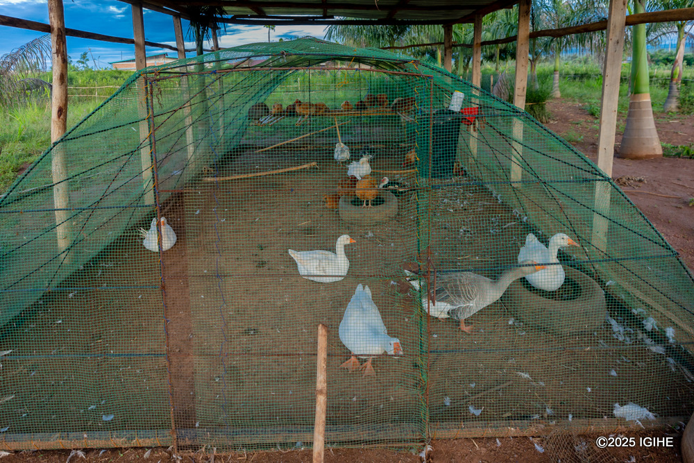 The family raises a variety of domestic birds, including ducks.