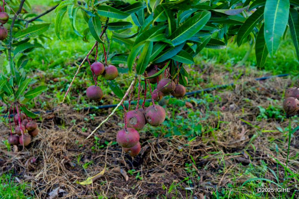 Mango fruits are plenty on the farm.