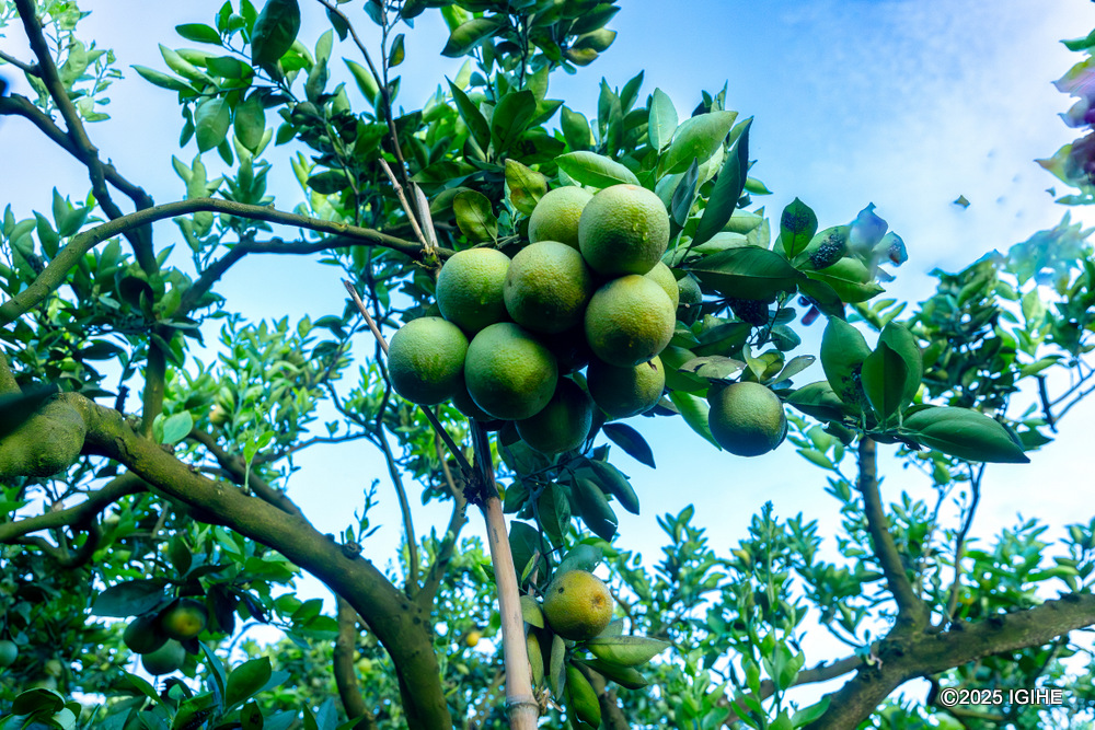 Richi manages a thriving farm full of a variety of fruits, including oranges and mangoes.