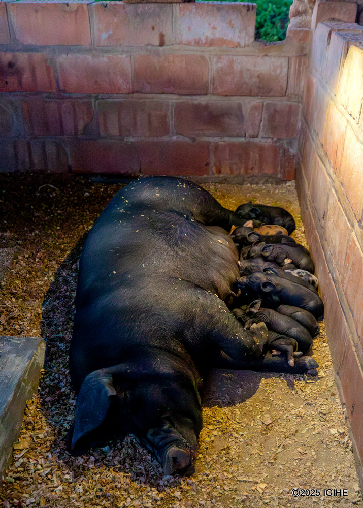 The family also rears pigs.