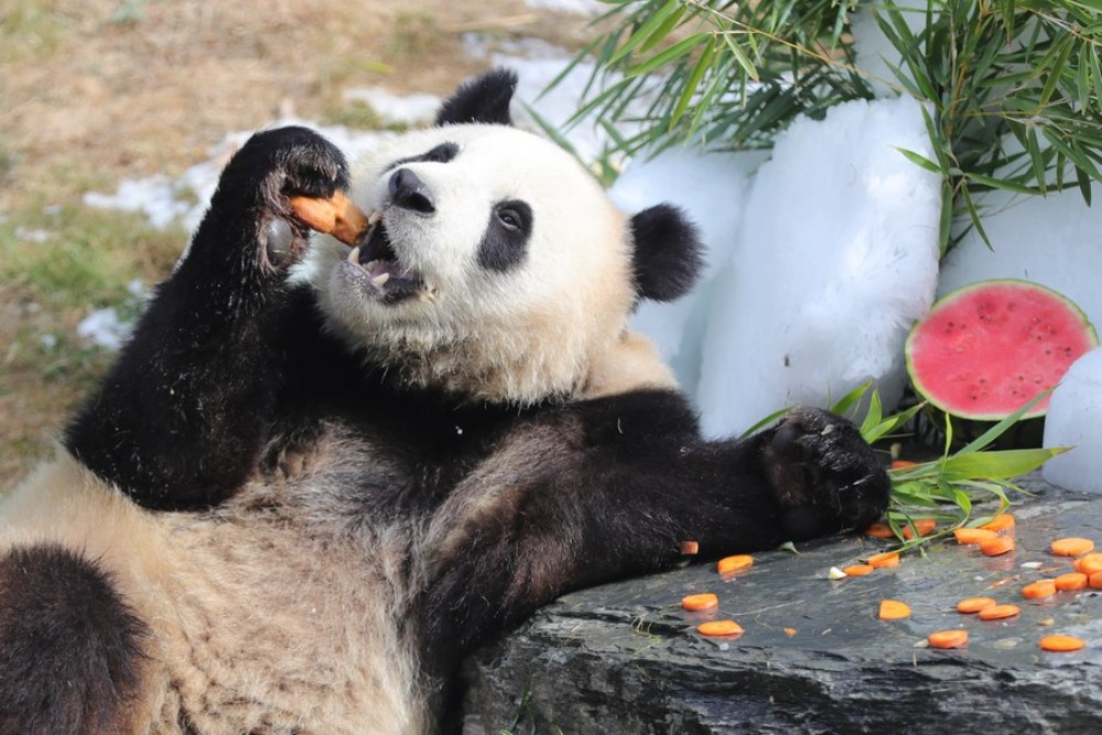 Giant panda "Bao Di" has birthday meal at the Pairi Daiza zoo in Brugelette, Belgium, Aug. 6, 2022. (Xinhua/Zheng Huansong)