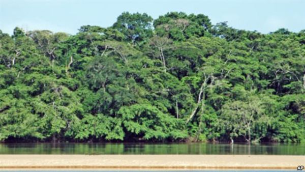 The Dzanga-Ndoki National Park and Dzanga-Sangha dense forest special reserve are located in the rainforest in the southwestern part of the Central African Republic, Congo Basin.