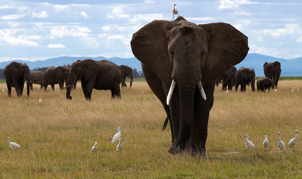 Kenya is requesting that Tanzania should stop issuing permits to those hunting elephants on the borders shared by the two countries.