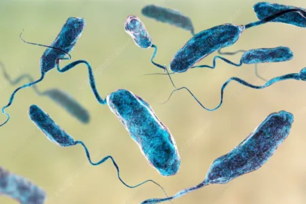 The number of people killed in a cholera outbreak in Chad since July has reached 113, the Chadian health ministry said in a statement on Friday.
