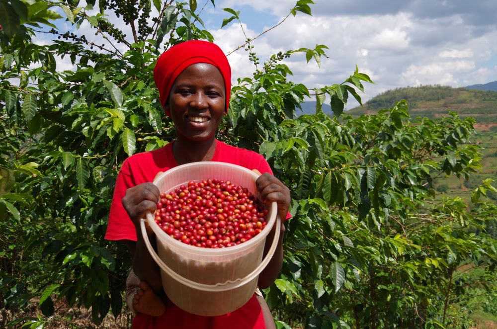 Some coffee farmers across Rwanda say the last 12 years have been transformative.