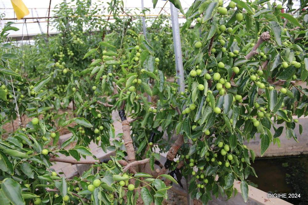 A jujube tree can grow as high as seven meters, but technology has been introduced to lower the trees to fit in the greenhouse, making them easier to pick during harvest.