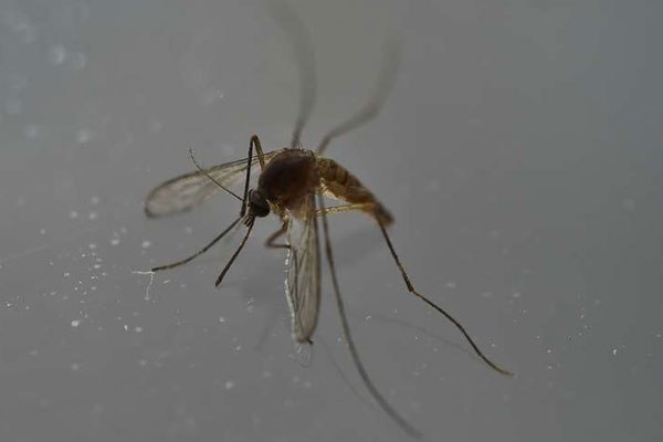 This file photo taken on May 07, 2016 shows a mosquito in Mexico City. The Zika virus strain linked to surging cases of neurological disorders and birth defects in Latin America has for the first time been found in Africa, the World Health Organization said on May 20, 2016.
