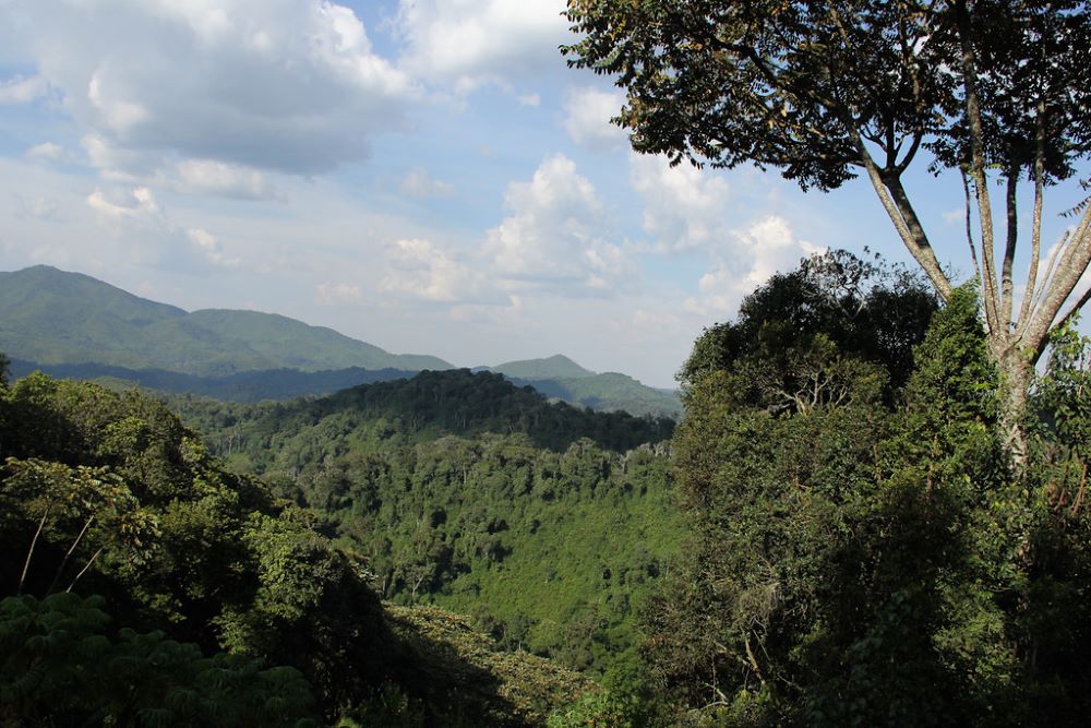 Gishwati-Mukura National Park was gazetted as Rwanda's fourth national park in 2015.