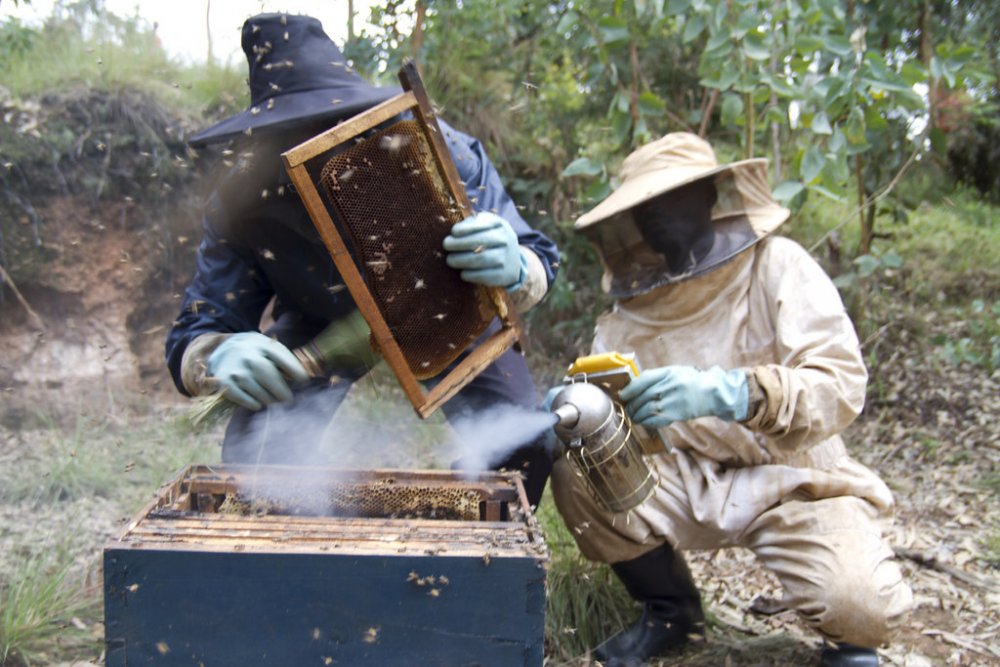 In Rwanda, bees are known for their quality honey-making that is competitive at the global market.