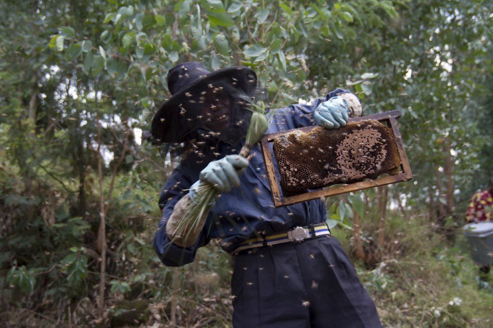 Rwanda needs about 17,000 tons of honey annually to meet its domestic needs, a buffer needed from the current 5600 tons harvested.
