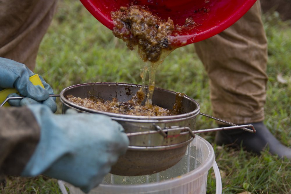 Beekeepers have repeatedly pointed out that one of the reasons for their low productivity are the pesticides used in different farming practices.
