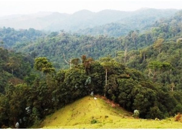 Gishwati-Mukura forest becomes the additional National park to three existing ones