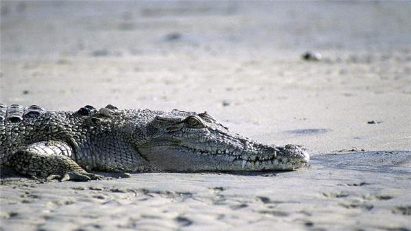 Crocodiles became a protected species in Australia in 1971