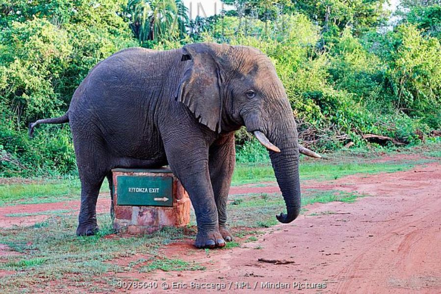 Travel enthusiasts visiting Akagera National Park stand a chance to capture breathtaking photographs.  