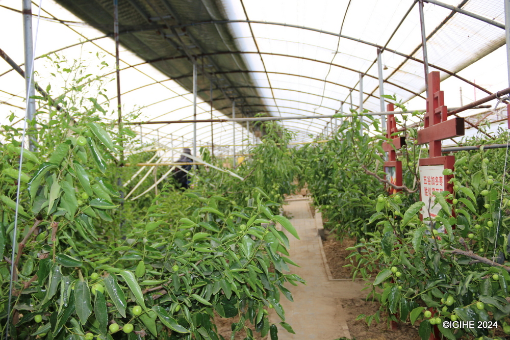 Jujube fruit trees are seen in a greenhouse at Organic Winter Jujube Modern Technology Demonstration Park in Xiaopo.