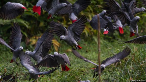 African grey parrots are seen at Lomami National Park, Democratic Republic of Congo, in a 2014 photo.
